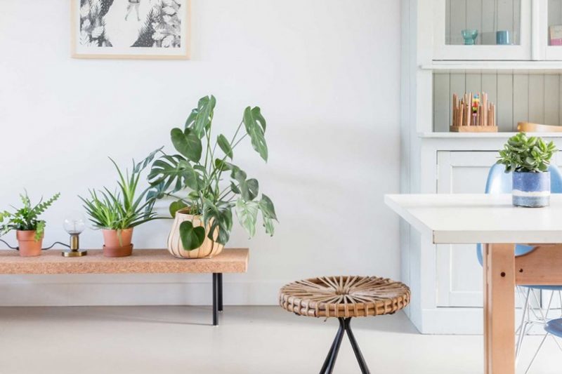 Décorer avec la feuille de monstera