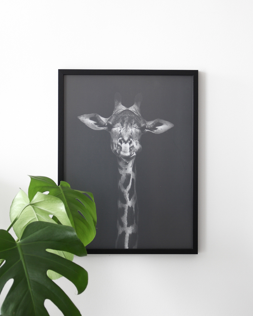 affiche posterstore girafe