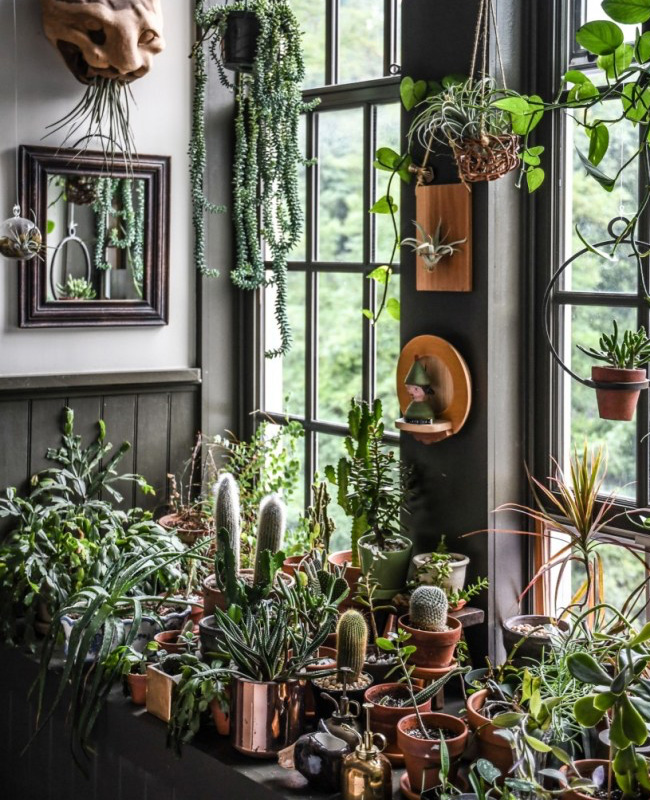 deco appartement urban jungle plantes