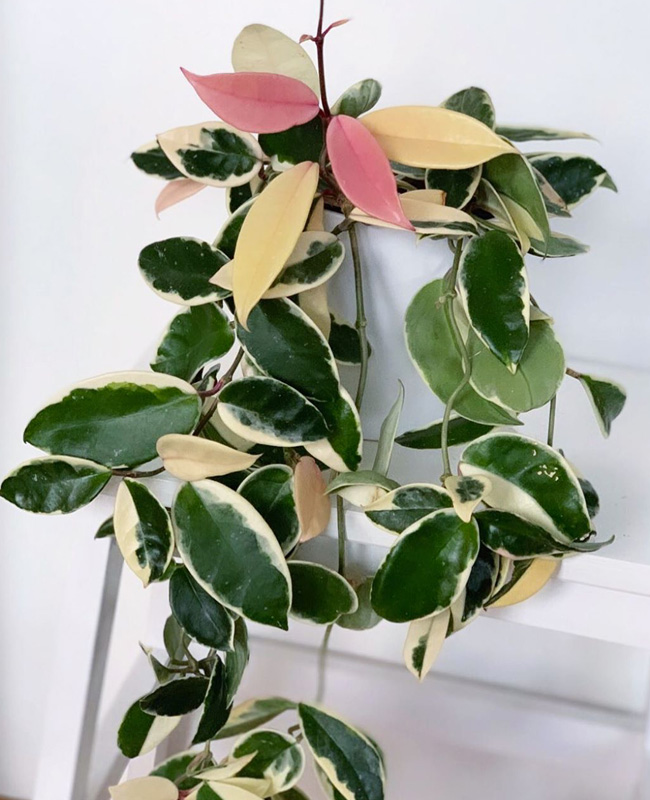plante rose hoya krimson queen