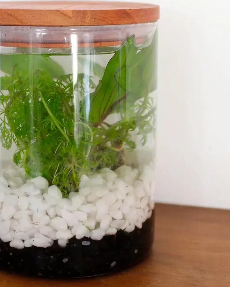 terrarium bocal diy