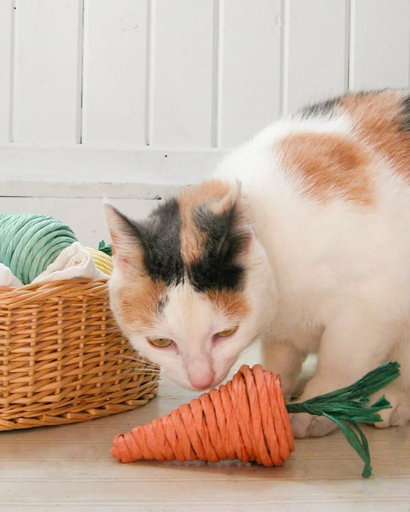 jouet chat carton diy