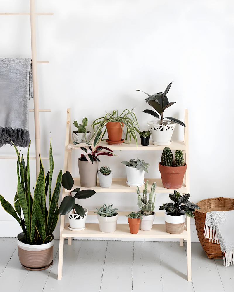 Étagère escabeau en pin clair garnie de plantes vertes en pots