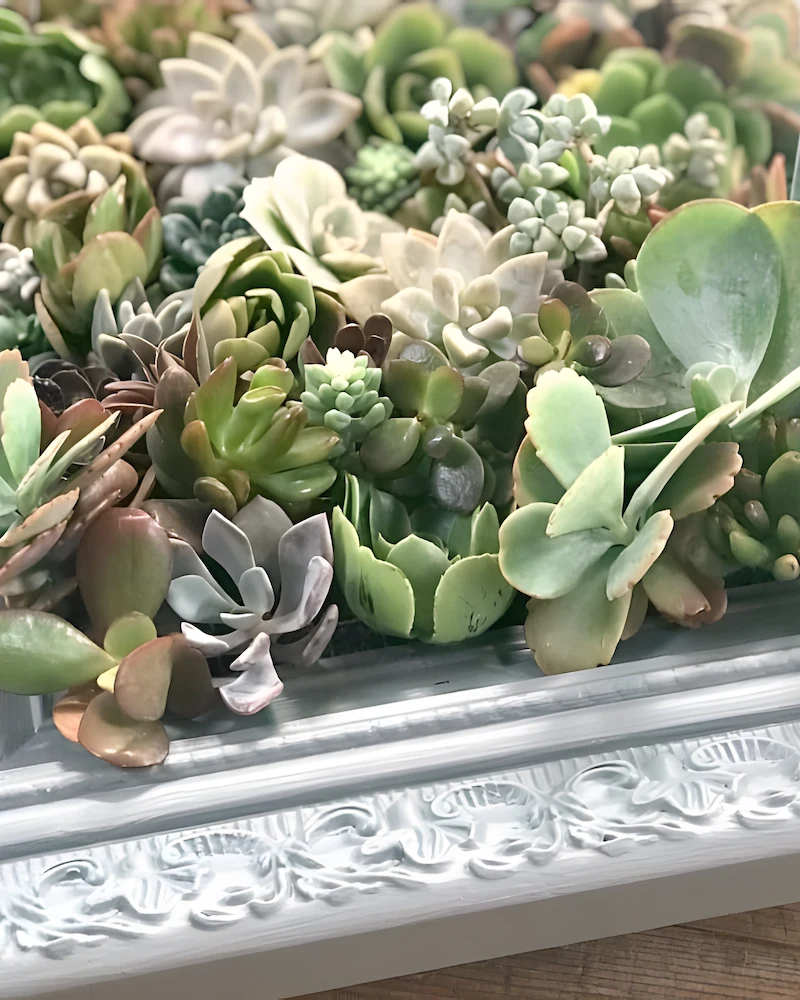 Cadre ancien blanc mouluré transformé en jardinière de succulentes