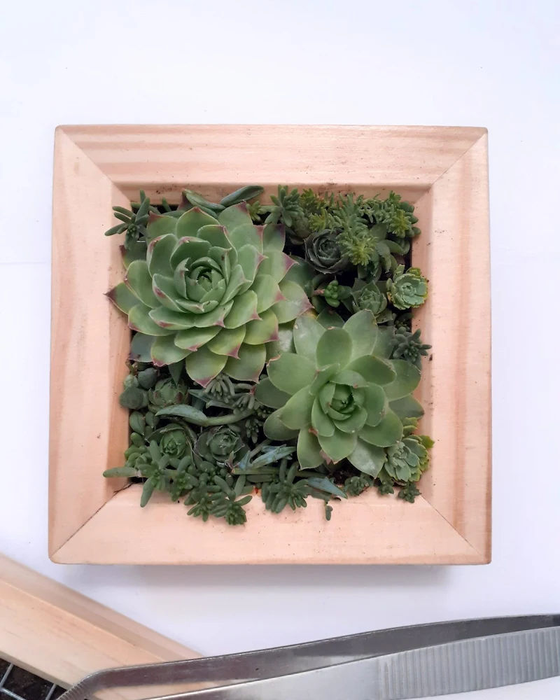 Cadre en bois clair garni de succulentes et de mousse