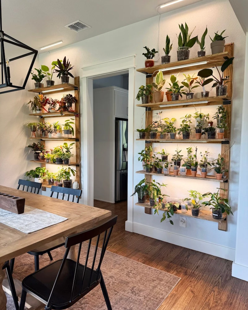Étagères murales en bois chargées de plantes dans une salle à manger