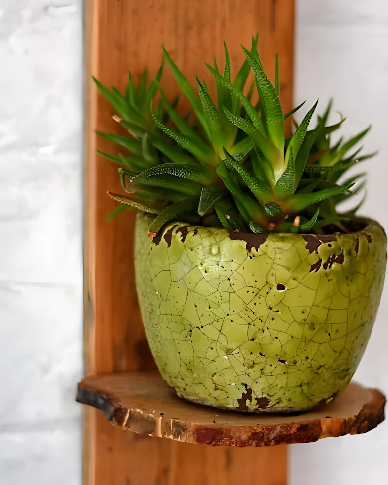 Tablette en rondelle de bois avec plante grasse fixée sur une planche