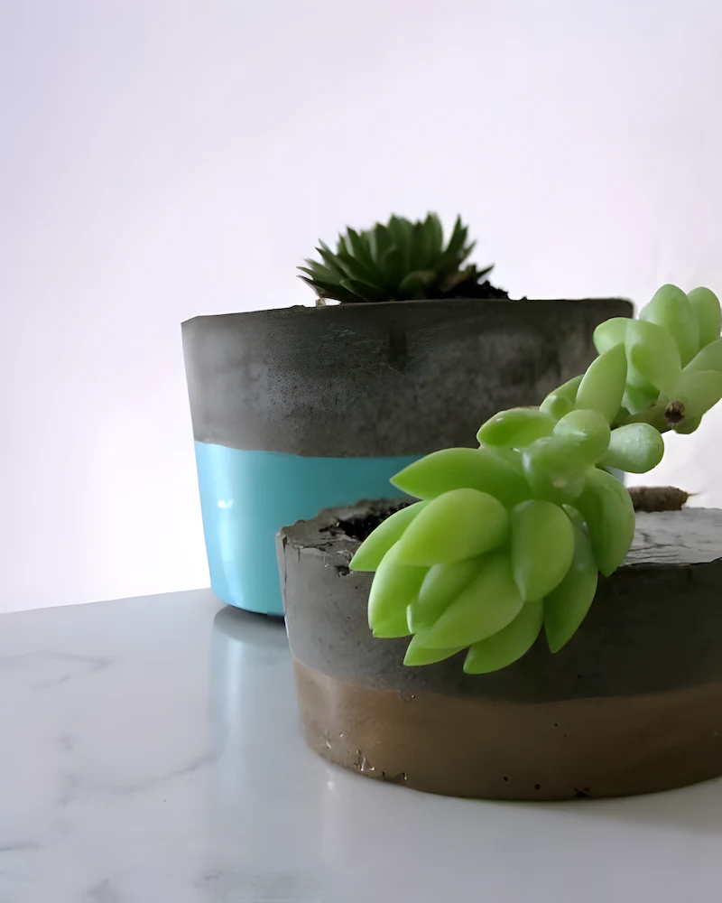 Pots en béton peints d'une bande bleue et dorée avec des succulentes