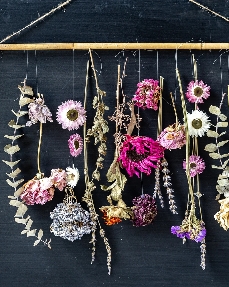 Fleurs séchées suspendues à un bâton sur un mur sombre